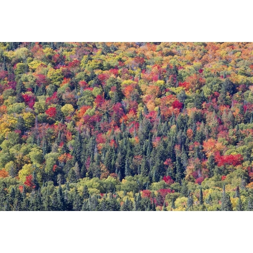 Canada, Mount Tremblant NP Forest in fall